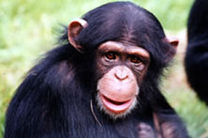 Monkey World